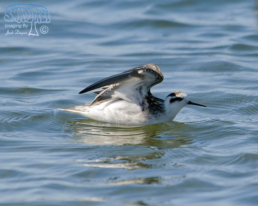 Red-Necked Phalarope - Phalaropus lobatus