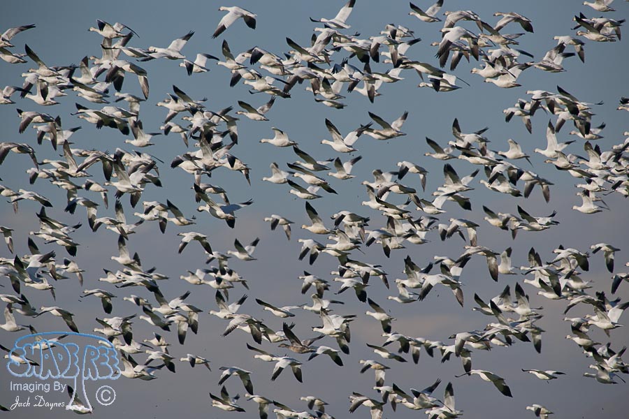 Snow Goose - Anser caerulescens