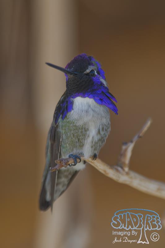 Costa's Hummingbird - Calypte costae