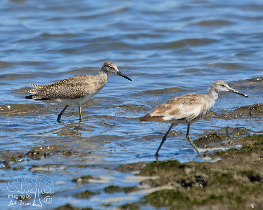 Willet - Catoptrophorus semipalmatus