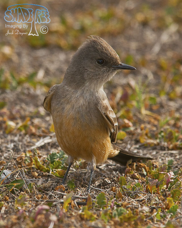 Say's Phoebe - Sayornis saya