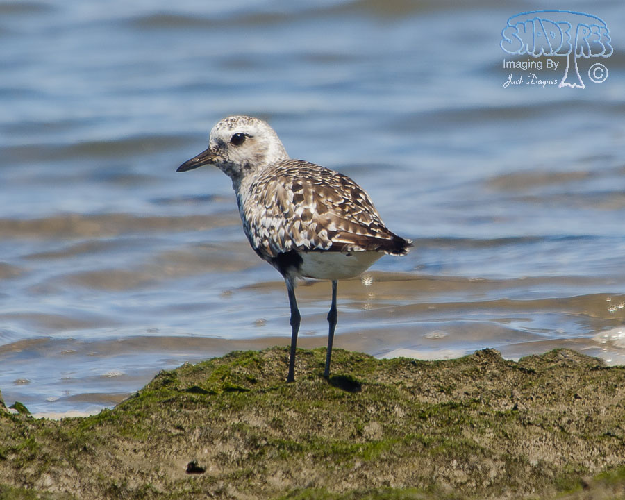 Black-Bellied Plover - Pluvialis squatarola