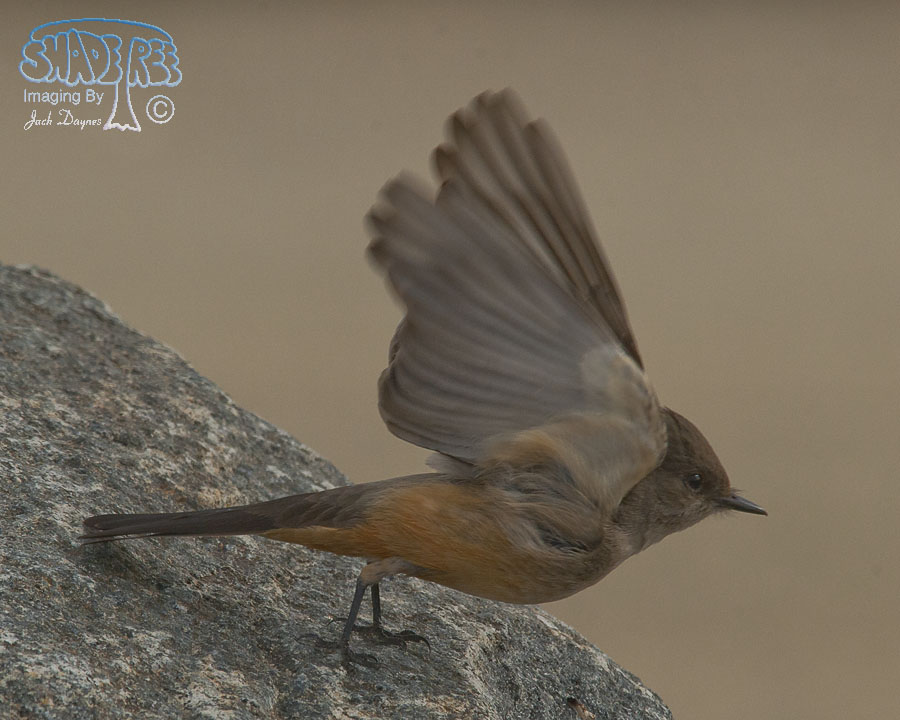 Say's Phoebe - Sayornis saya