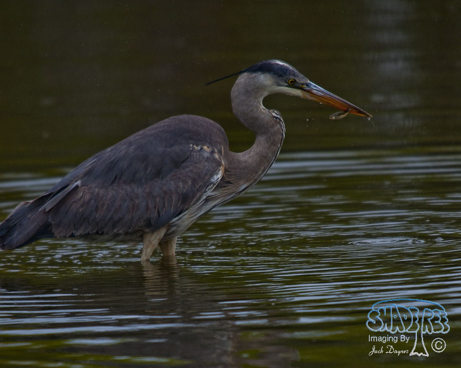 Great Blue Heron - Ardea herodias