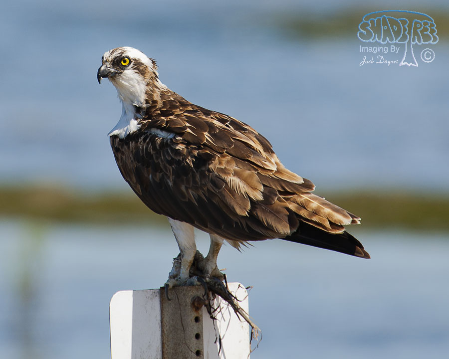 Osprey - Pandion haliaetus