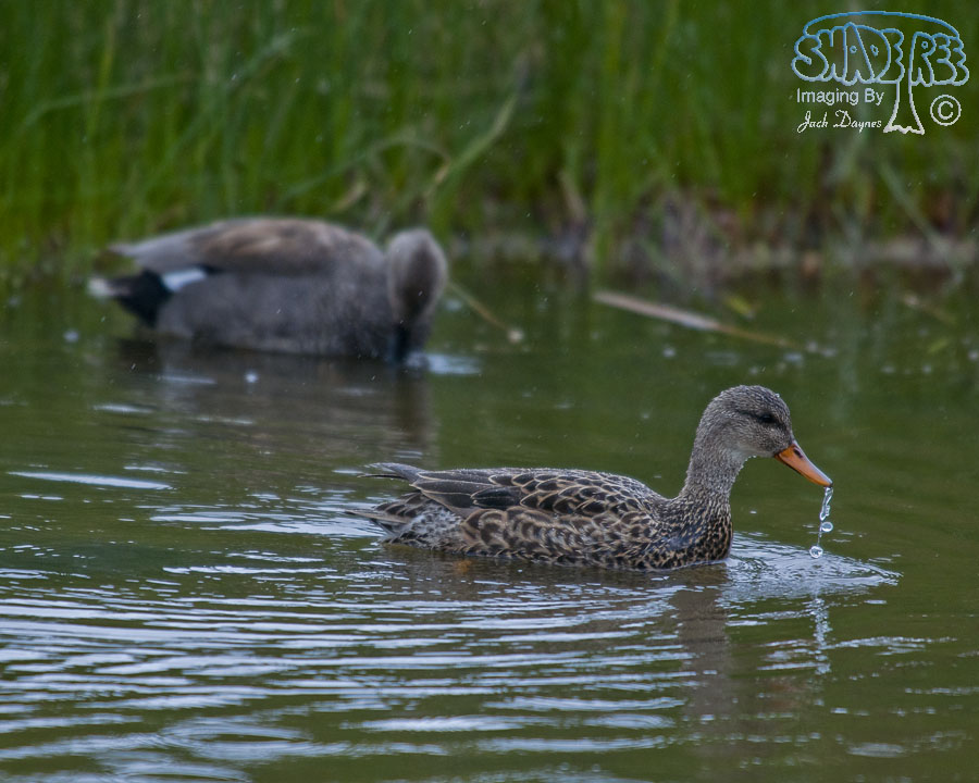 Gadwall - Mareca strepera