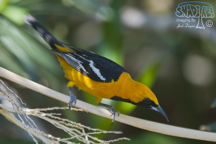 Hooded Oriole - Icterus cucullatus