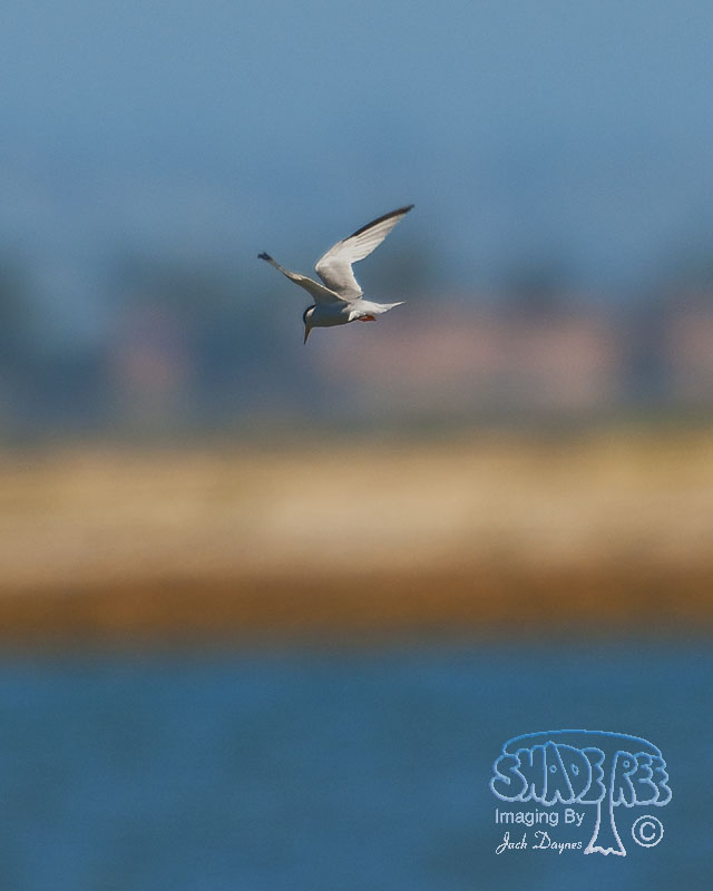 Least Tern - Sternula antillarum