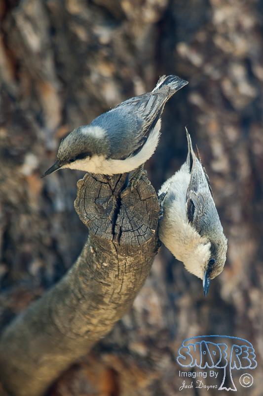 Pygmy Nuthatch - Sitta pygmaea