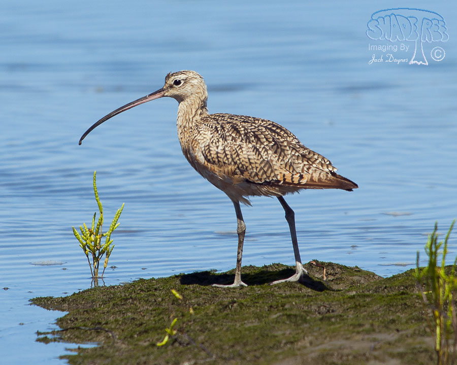 Long-Billed Curlew - Numenius americanus