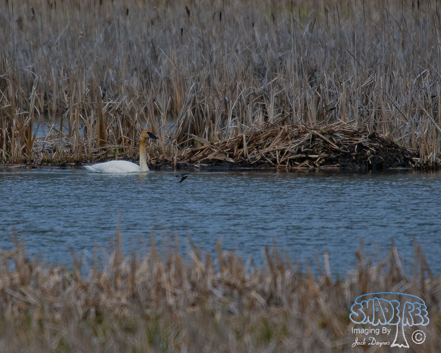 Trumpeter Swan - Cygnus buccinator