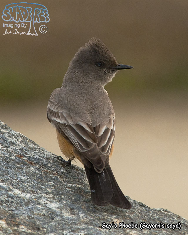 Say's Phoebe - Sayornis saya