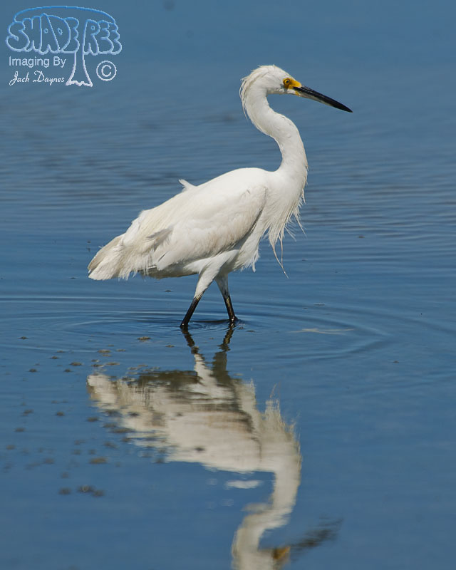 Snowy Egret - Egretta thula