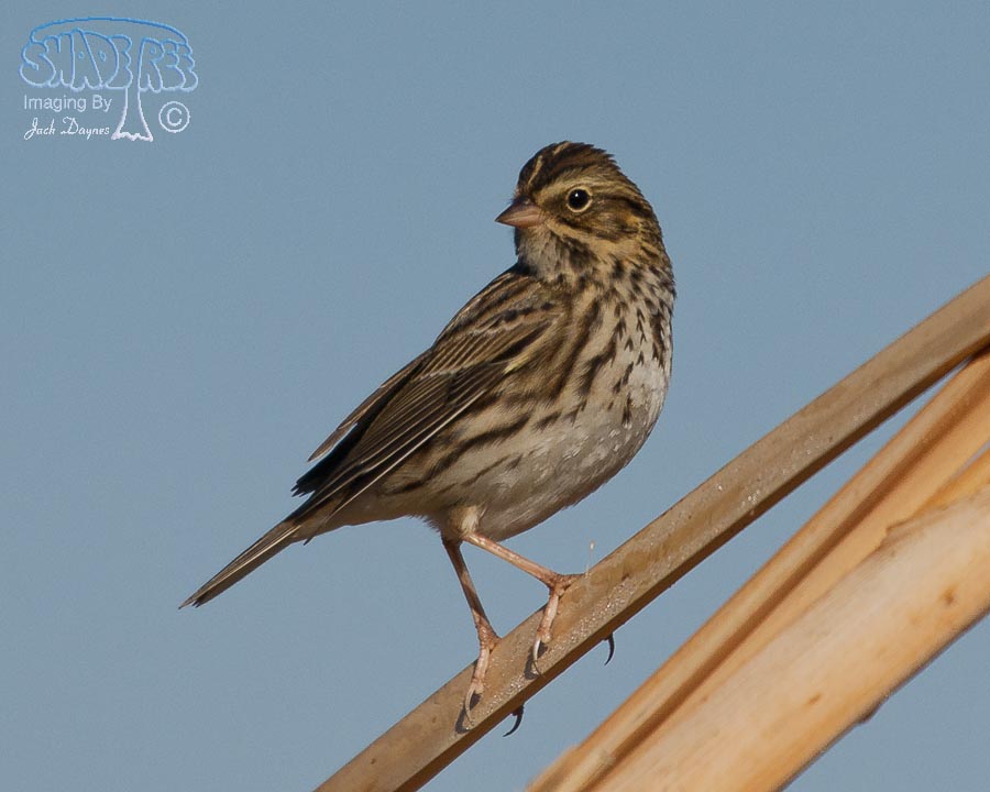 Vesper Sparrow - Pooecetes gramineus