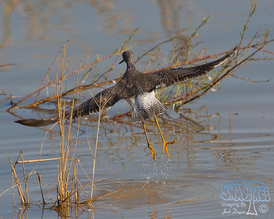 Greater Yellowlegs - Tringa melanoleuca