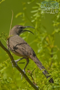 2013-03-26 Thrasher Hunt
