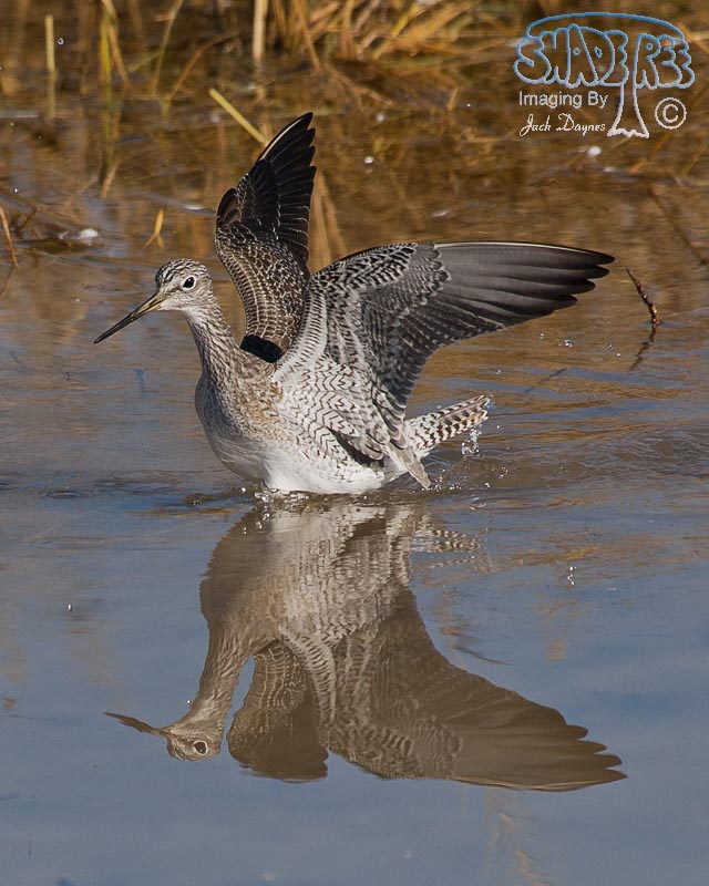 Greater Yellowlegs - Tringa melanoleuca