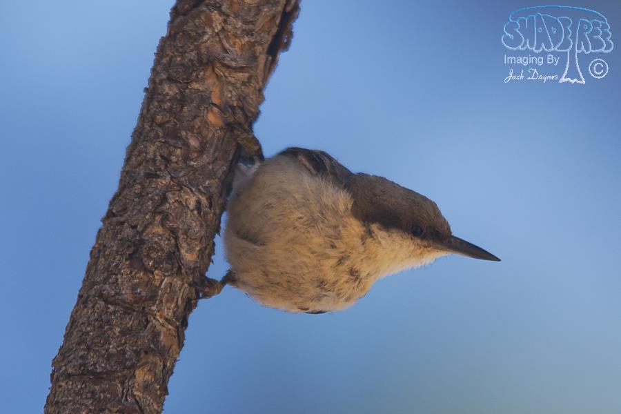 Pygmy Nuthatch - Sitta pygmaea