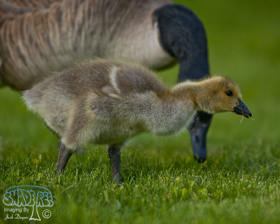 Canada Goose - Branta canadensis