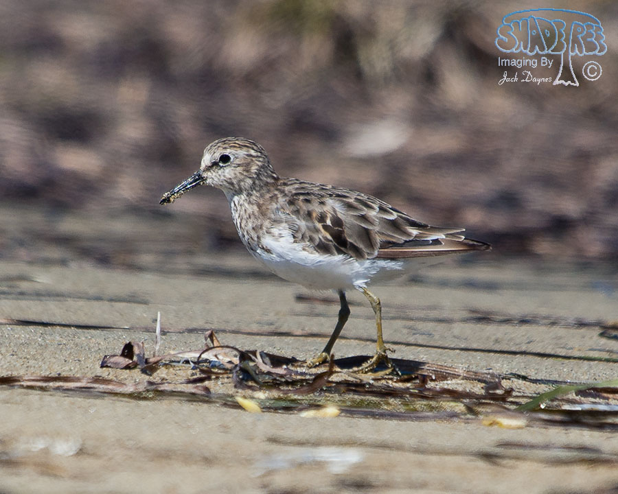 Least Sandpiper - Calidris minutilla