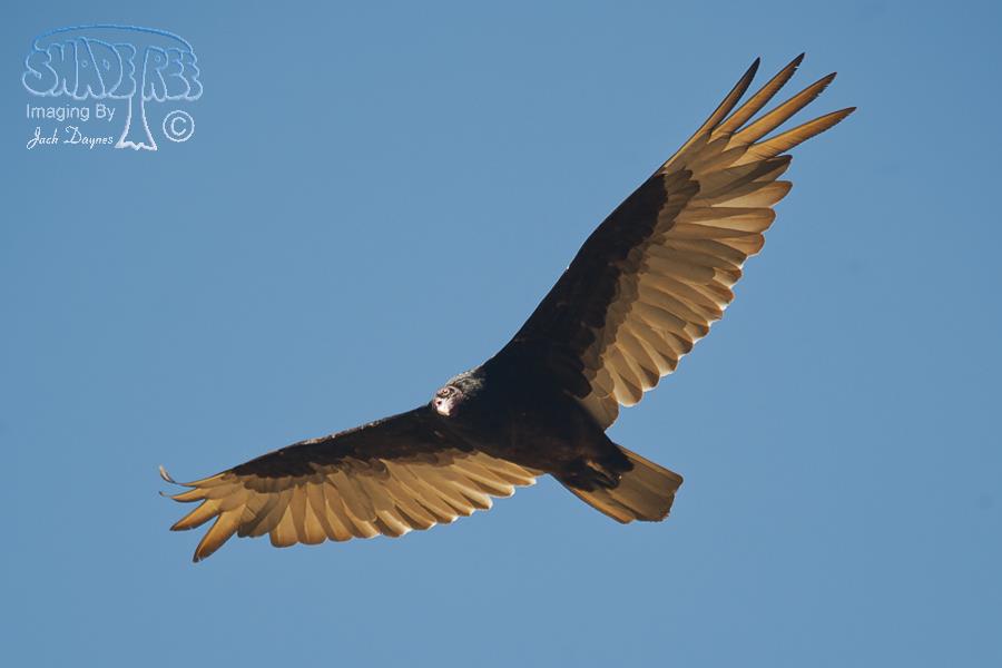 Turkey Vulture - Cathartes aura