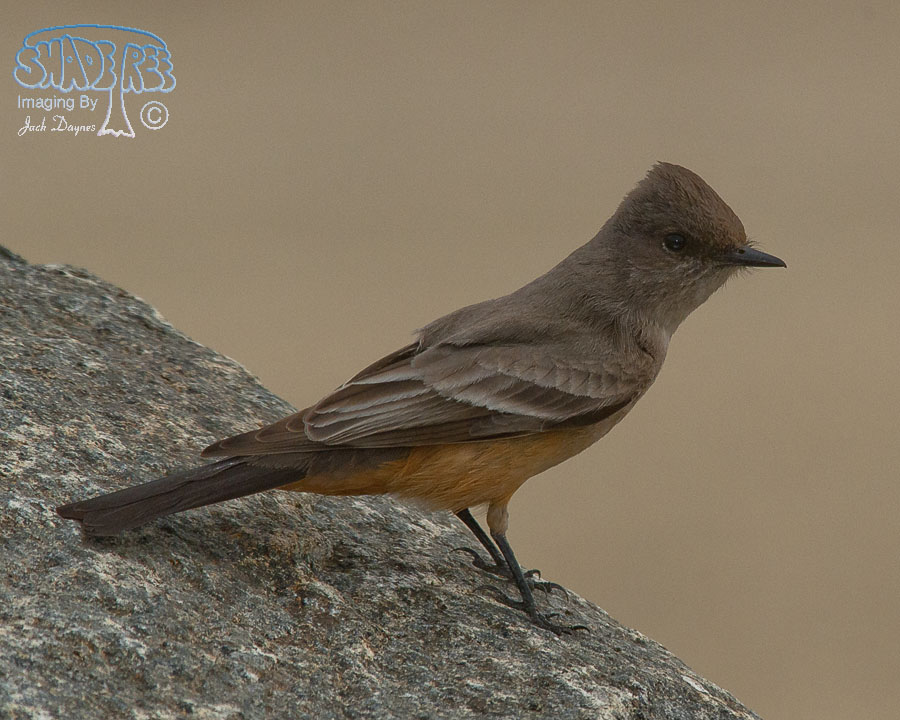 Say's Phoebe - Sayornis saya