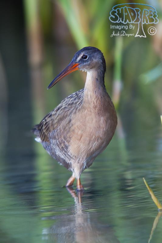 Ridgway's Rail (Clapper Rail) - Rallus obsoletus
