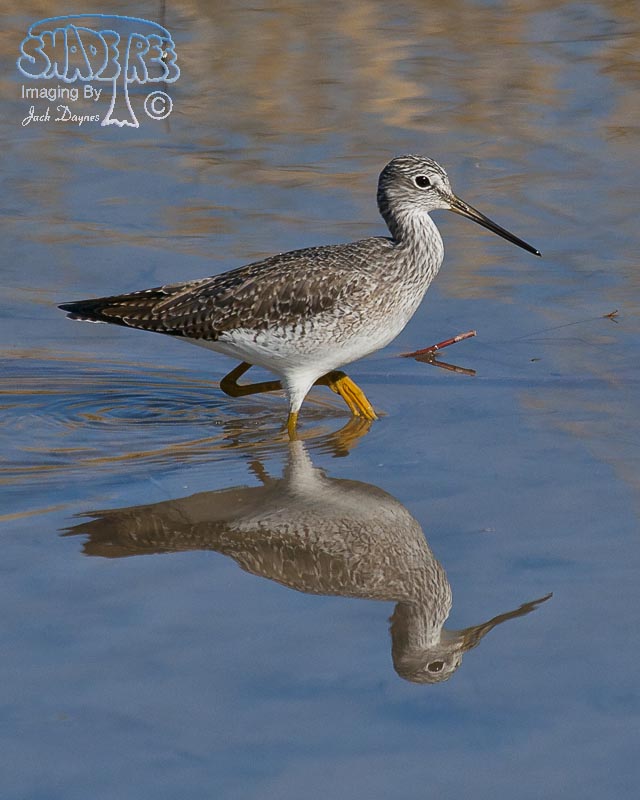 Greater Yellowlegs - Tringa melanoleuca
