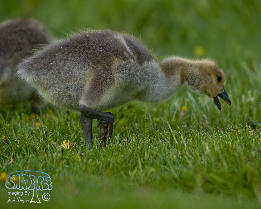 Canada Goose - Branta canadensis