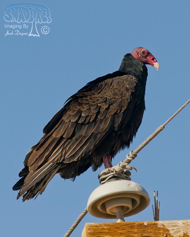 Turkey Vulture - Cathartes aura