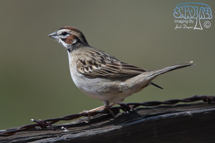 Lark Sparrow - Chondestes grammacus