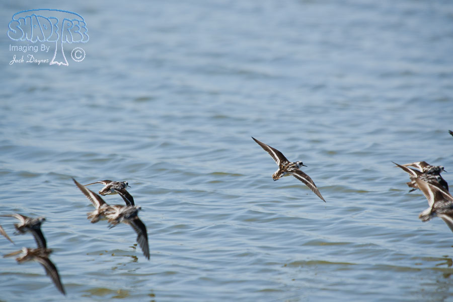 Red-Necked Phalarope - Phalaropus lobatus