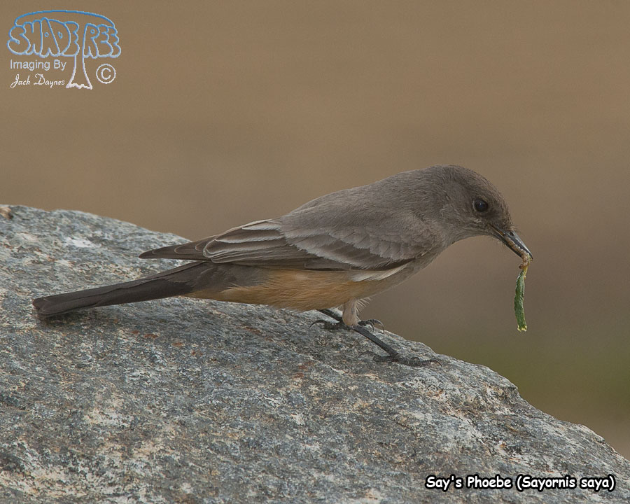 Say's Phoebe - Sayornis saya