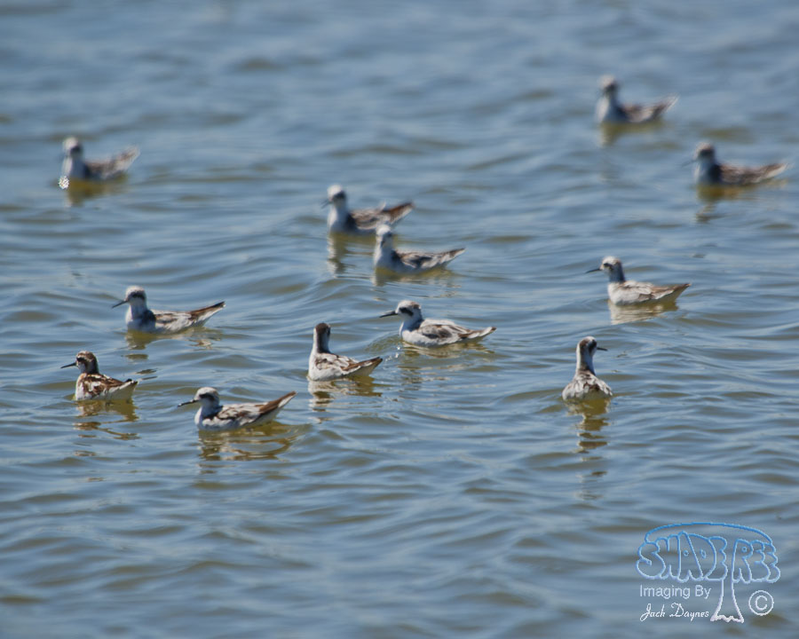 Red-Necked Phalarope - Phalaropus lobatus