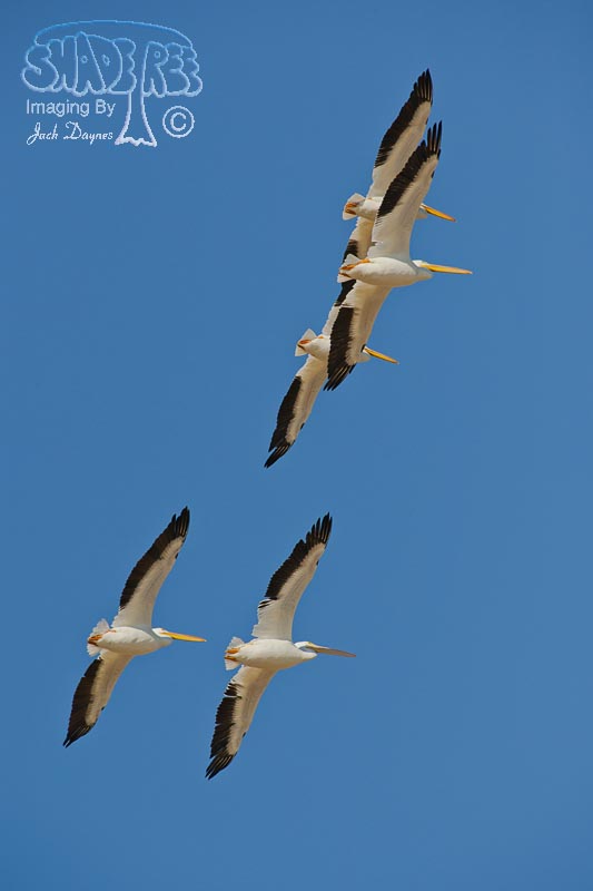 American White Pelican - Pelecanus erythrorhynchos