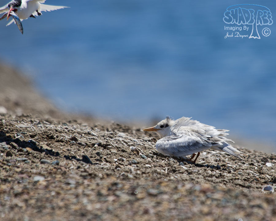 Elegant Tern - Thalasseus elegans