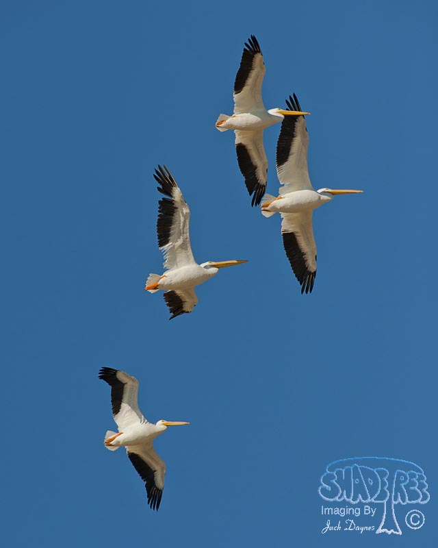 American White Pelican - Pelecanus erythrorhynchos