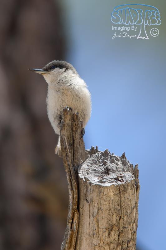 Pygmy Nuthatch - Sitta pygmaea