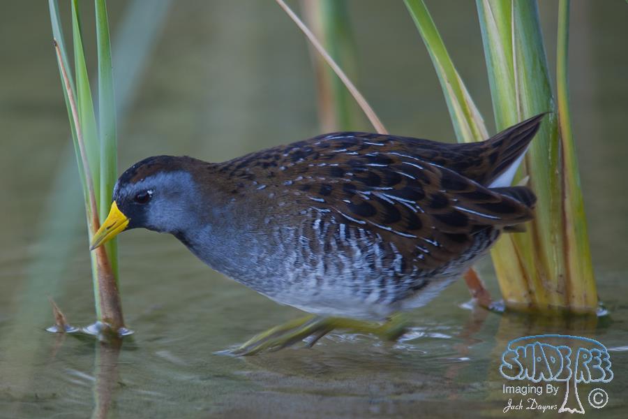 Sora - Porzana carolina