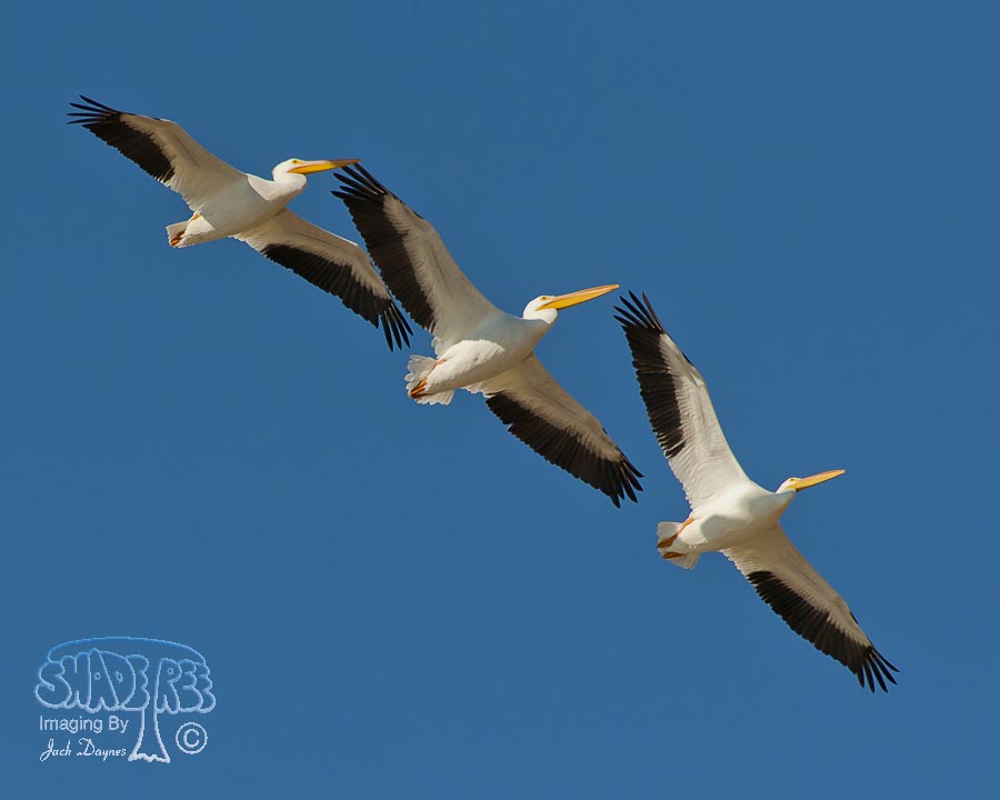 American White Pelican - Pelecanus erythrorhynchos
