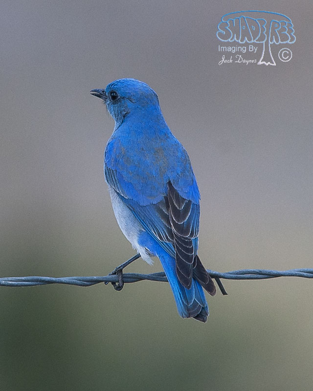 Mountain Bluebird - Sialia currucoides