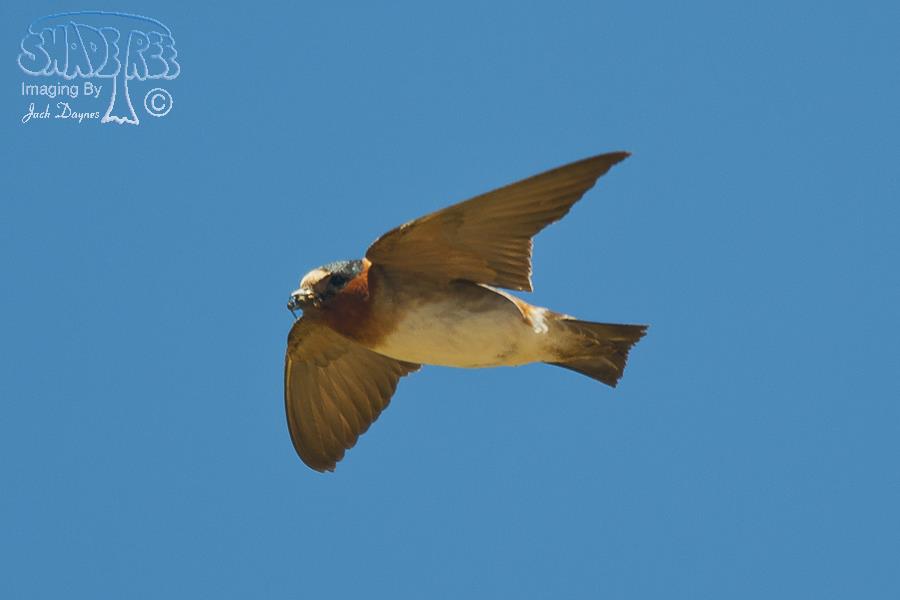Cliff Swallow - Petrochelidon pyrrhonota