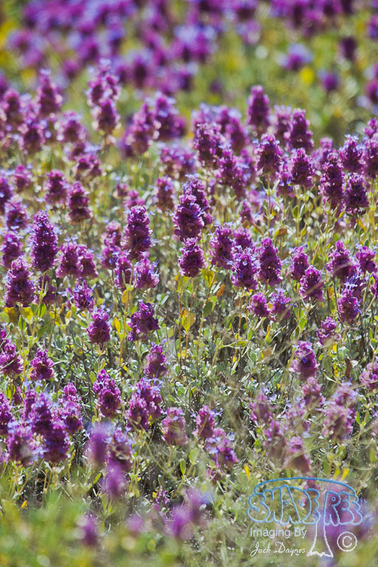 Purple Desert Sage - Salvia dorrii