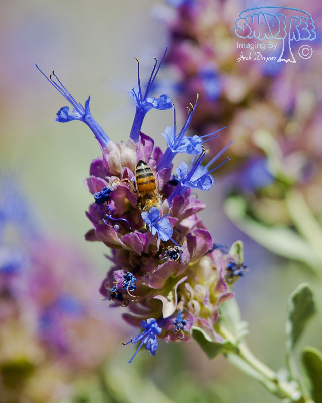 Purple Desert Sage - Salvia dorrii