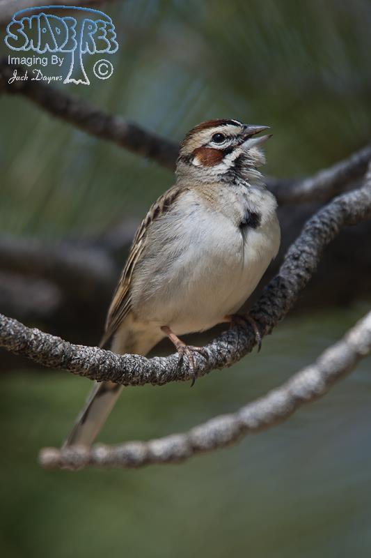 Lark Sparrow - Chondestes grammacus