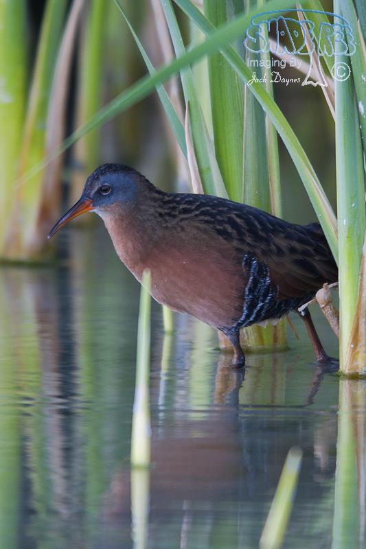 Virginia Rail - Rallus limicola