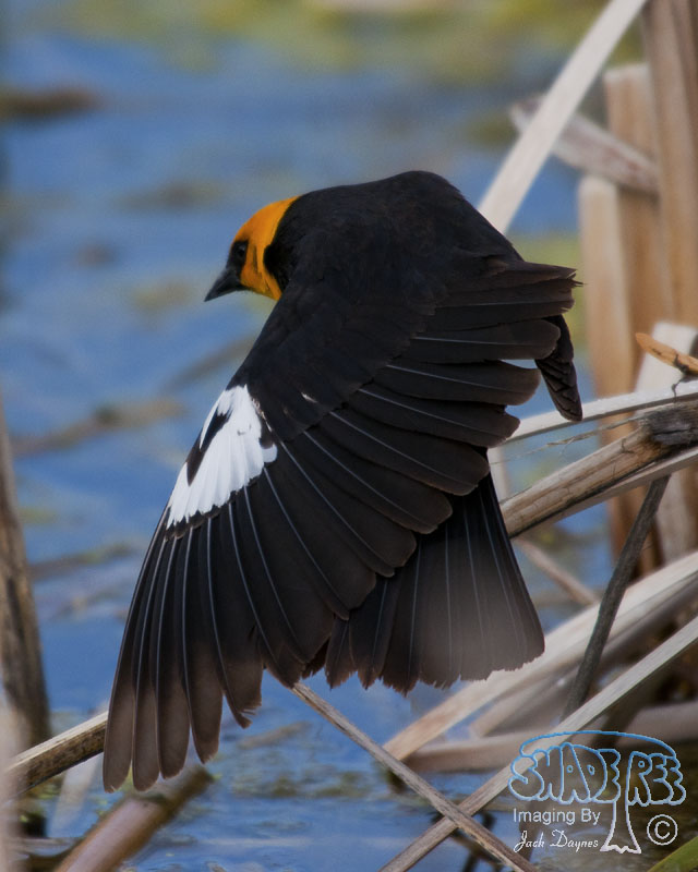 Yellow-Headed Blackbird - Xanthocephalus xanthocephalus