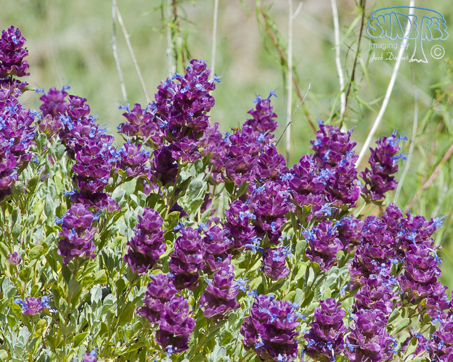 Purple Desert Sage - Salvia dorrii