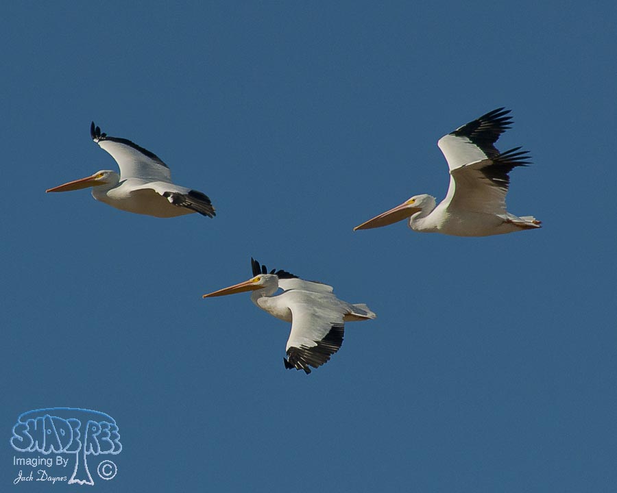 American White Pelican - Pelecanus erythrorhynchos