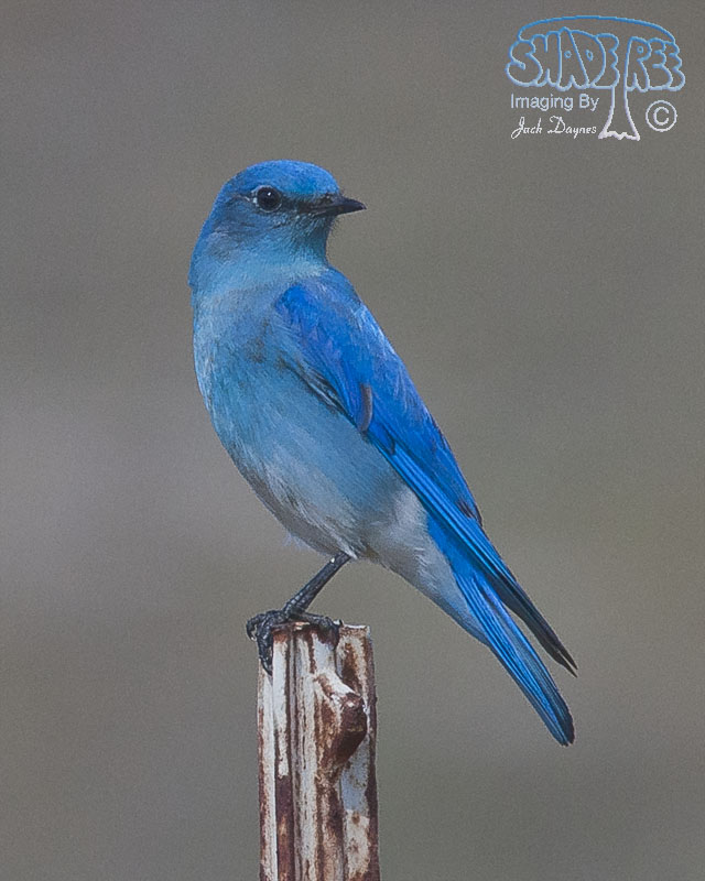 Mountain Bluebird - Sialia currucoides